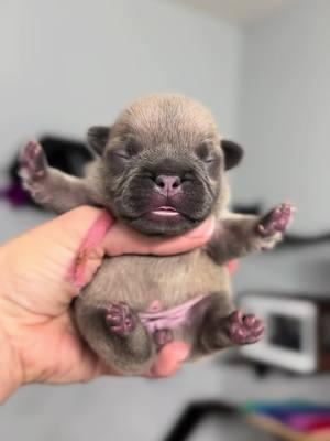 We are one week old    #chubby #goshhescute #fypシ #foryoupage #bearcub #pibble12#frenchieshow #813frenchiesline #813frenchies #fortheloveofpuppies #puppiesgoviral #viralpuppy #chunky #squishyfacecrew #teddybearface #outstanding #bestofthebest #sweetlittleangel #sweetlittlepuppy #pibble  #yourbestlife #pibblelove #pibblelife #pibblemix #pibblemom #pibbleface #pibblesofig #pibbleadvocate  #pibblefans #pibblesofinstagram 