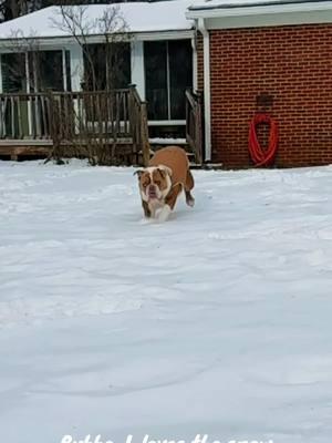 When it snows, the world becomes Bubba J’s playground! ❄️🐶 Warning: Extreme cuteness ahead! 🥶✨ #ViralDog #SnowDogAdventures #BulldogEnergy #WinterWonderland #DogLoversUnite #BulldogsofTikTok #SnowDayFun #FurryVibes #PetTok #PuppyGoals #creatorsearchinsights 