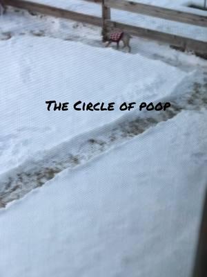 The circle of poop. My husband creates potty circles in the snow for the dogs. 🤣🤣 #denver #cowx #ltkrealboringhousewife #dogs #snowdog 