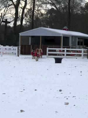 Minis love snow! #houston #houstontx #jimcantore #weather #houstonsnow #weatherchannel @The Weather Channel #bighorsefarm #bighorsefarmcompany #bighorsefarmcompanyllc #donkey #donkeyoftiktok #donkeysoftiktok #donkeys #minidonkey #minidonkeysoftiktok #minidonkeysoftiktok #farmlife #farmlifeisthebestlife  #miniaturehorse #minihorse #horse #horsesofinstagram #horses #pony #minihorsesofinstagram #miniaturehorsesofinstagram #equestrian #mini #minihorses #amha #miniaturehorses #minipony #americanminiaturehorse #appaloosa #shetlandpony #amhr #miniature #riding #farmlife #ponies #equine #horselover #nmprs #instahorse #shirehorse #poniesofinstagram #rescuethoroughbred #shirehorsesofinstagram #minihorse #pony #horse #horses #miniaturehorse #horsesofinstagram #mini #minihorsesofinstagram #equestrian #minihorses #shetlandpony #caballosminiatura #minipony #caballos #colombia #miniburros #miniaturahorse #minidonke #paturras #ponis #patianas #fedeponis #caballo #rancholosmini #minicatle #equine #equs #minivacas #shetlander #ccc #girardota #shetty #ponies #cavalo #pasofino #miniaturehorses #farmlife #miniaturehorsesofinstagram #caballocriollocolombiano #doma #raspa #accesoriosequinos #mulas #domaequina #domaracional #caballocriollo #cabalgata #caballistasdecorazon #jaquimonesdenudos #trocha #jaquimon #mulacolombiana #caballista #amha #osequinos #pferd #dise #horselife #horselove #appaloosa