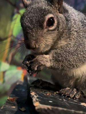 Happy Squirrel Appreciation Day! #squirrels #squirrel #asmr #nutty 