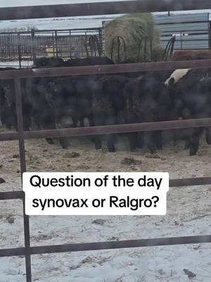 #ranchingquestionoftheday #cattle #makingmoneywithcattle #beef 