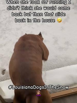 I really wasn’t expecting the slide back into the house 😂 #snowdogs #bullyworldwide #bulliesoftiktok #funnydogs #dogs #phat #snowday #louisianadogs 