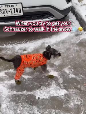 #houstonsnowday #minitureschnauzer #schnauzersoftiktok #schnauzermini 