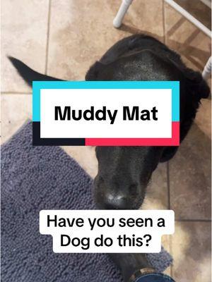 #muddymat #WetPaws #MuddyPaws #snowday #RainyDay #CleanFloors #PetLife #WetShoes #MuddyShoes #WipeYourFeet #antimudmat 