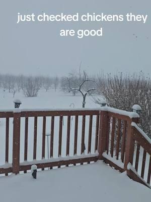 took girls their morning scratch and green and chicken.  it's not bad in run they are walking around ohh yeah and their grubs  #chickenmom #chikensoftiktok #blackaustralorp #chickentok #chicken #hensoftiktok #backyardchickens #michigan #cold #snow #treatsplease❤️ #trending #fypシ゚viral #fyppppppppppppppppppppppp 