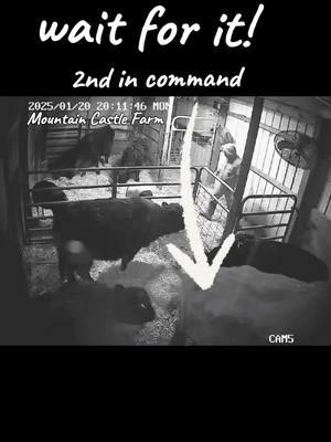 Hierarchy at its best. #hierarchy #generations #grandma #sisters #son #mama #dramaticmoments #calmdown #inthebarn #barncam #barnsurveillance #watchinsidethebarn #mountaincastlefarm #memoriesbysheri #farmlife #cold #freeze #bedding #warmth 