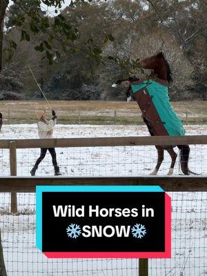 When you wake up to Snow as a Texan. My Neighbor caught the cutest videos of me playing with my horses in the Snow ❄️  #horsesoftiktok #firstsnow #snowday #houstontx #houston #horsetok #spiritstallionofthecimarron #wildhorses #blmmustang #libertyhorses #equestrian 