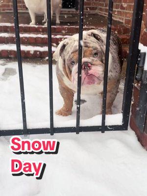 What a view ❄️ #snowday #dogsinsnow #louisianasnowday #bulldog 