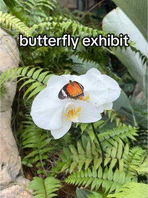 Oh to be surrounded by butterflies 🥹🦋 #butterfly #butterflies #butterflyexhibit #houston #houstontx #houstonmuseum #hmns #thingstodoinhouston @Houston Museum NS #travel #travelvlog #travelvlogger 