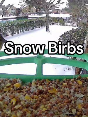 Birds are definitely enjoying the free food today.  #birdcam #nature #texasnature #cardinal #chickadee #birbs #goldfinch #snowday  #houstonblizzard2025 #winterstormenzo 