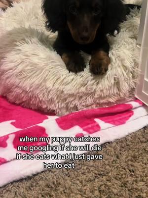 #minidachshund #minidachshundpuppy #puppylife #puppymom #longhaireddachshund #minilonghairedachshund 