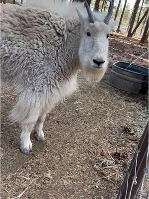 Mountain Goat zoomies! 🐐 A very rare type of zoomies! #bearizona #wildlifepark #mountaingoat #zoomies 