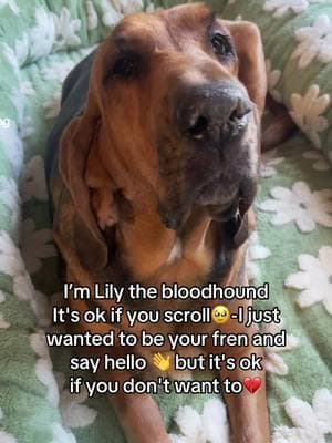 I just wanted to be your friend🥹#doglover #doglovers #dogsoftiktok #adorabledog #bloodhound #saddog 