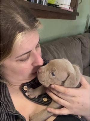 Im trying to read! #onyxstorm #reading #readingbuddy #puppy #fosterpuppy #rescue #adopt #foster #book #releaseday #litter #whelping #whelpingfoster #fourthwing @Red Tower Books @Pit Squad Rescue @Rebecca Yarros 