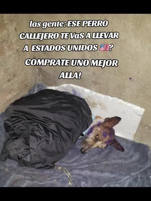 ENTONCES VAS A COMPRENDER !#parati #goodthings #foryou #viral #videoviral #perrotiktoker #perrostiktokers #paratii #amor #adopta 