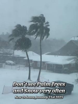 Palm trees and snow?! Don’t see that in New Orleans very often #neworleans #NOLA #NOLASTRONG #winterstorm #snowstorm #loslowerys #loslowerystravel @Betsy Lowery photo credit to Barrett Hamil @Bad Bunny #Dtmf #playa