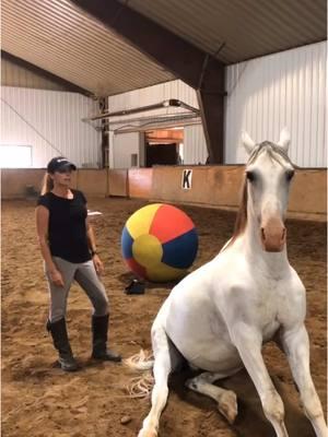 re-sharing some of my favorites #transitionsequestriancenter #melissaashcraft #trickhorsetraining #horsesontiktok #trickhorse 