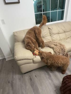 Esto se salio de control ,a Los padres de estos bebes por favor que los vegan a recoger 😱😂😂😂@YELANY #dogsathome #dogs #animalslovers #cutedogs #dogslove #dog #goldendoodle #Siblings#sisters#playtime#outofcontrol #kiara#kamora#thekfamily#goldendoodlesoftiktok 