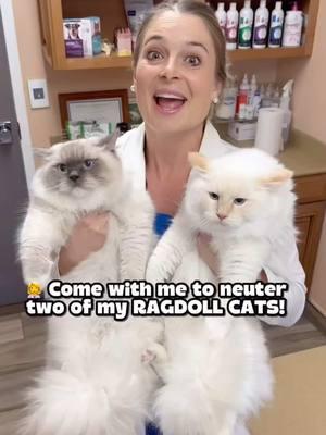 ✂️ Neuter two of my Ragdoll Cats with me today! #Veterinarian #Ragdollcat #ragdoll #ragdollsofinstagram #flamepointragdoll #Bluemittedragdoll #ragdollkitten #ragdollcatlovers #ragdollworld #ragdolllove #ragdollkitty #ragdolllovers #ragdollcats #cats #cat #kittens #bluebicolorragdoll #floridaragdollbreeder #floridaragdolls 