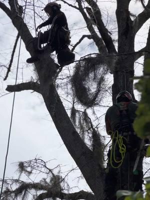 #treeremoval #cranework #altec #urbanforestry #arborist #treecare #treeindustry #treecareprofessionals #treeservice #treeclimber #climbhigh #alabama 