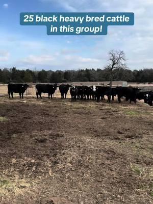 We have 25 head of 6-7-year-old heavy bred black cattle available. All have been completely worked and are ready to turn out. Take any number—whether you’re looking for two, three, or a full truckload. Priced at $2,650 each. Shipping available. Located in Fairfield, Texas. Give us a chance to earn your business! Call or text Bubba @ 903-388-4472 Para Español, llame o envíe un mensaje de texto a Ricardo al 903-288-1118 	•	Rutherford Land and Cattle LLC is a brick-and-mortar entity with animal health and welfare as the priority. 	•	We only hold cattle with a deposit. 	•	Deposits are good for 3 days unless special arrangements are made with RLC. 	•	All cattle have been checked with ultrasound machines for pregnancy. 	•	All vaccinations given. 	•	Shipping available. 	•	In good standing with the BBB. 	•	Accept certified funds, credit cards, and Venmo. 📍 Located in Fairfield, Texas #rutherfordlandandcattle #rlc #bredcattle #farmlife #cattle #agribusiness #aggear #agriculture #farm #ranch #performance #apparel #norbrook #animalhealth #usda 