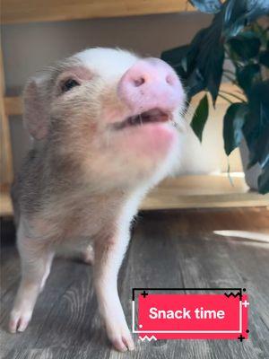 We really do love and appreciate you all!!! #asmr #asmrsounds #minipigoftiktok #pigletsoftiktok #piglet #pig #piggy #cuteanimalsoftiktok #minipig #minipig #cute #Love 