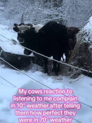 Theyre definitely judging me #farmlife #farmtok #homestead #farmanimals #massfollowing #mountainofmisfits #massfollowing🔥🔥 #ky #snow #cows #highlandcow 