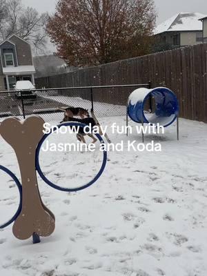 Jasmine and Koda growing snow beards was the highlight of this morning🤣 #germanshepherd #snow #snowday #dogs #outside #fun #cold #coldweather #foryou #fyp #austinsimoneaux #gringo #foryourpage #foryoupage #like #followme #interact 