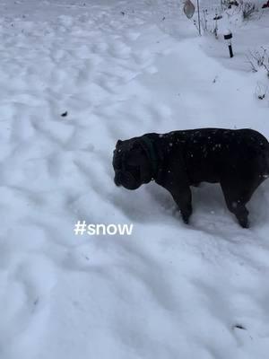 #snow He loved the snow #Tn #dog #bully #americanbully #furgrandma #follow #smile #pup #PetsOfTikTok #pets #petlover #Thatsmypuppydog