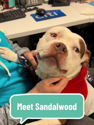 Sandalwood is available for adoption at Manhattan ACC!  🐾 Learn more about this lovable pup by visiting nycacc.app or downloading our mobile app, "ACC of NYC." Simply search for his name or ID: 218066.  Sandalwood has been working hard as the beloved office supervisor at Manhattan ACC, keeping everyone’s morale high and spirits bright. While he’s an incredible “employee,” we all know he’s ready to trade his busy work life for the cozy retirement he dreams of. Sandalwood has earned his chance to become the ultimate couch potato in a loving home, and we can’t wait to see him living his best life! 🐾 #nycacc #boroughbred #ManhattanACC #ShelterDog #AdoptableDog