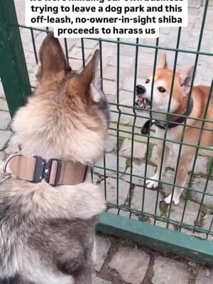 What would you do if this happened to you and your dog while out on a walk?  🎥 credit: RioTheWoldDog on IG #DogTraining #dogtrainer #dogtrainingtips #dogs # #tampa #stpete #florida #fyp #fylpシ シ゚viral #dogsoftiktok #viralvideo #dogmom #viraltiktok 