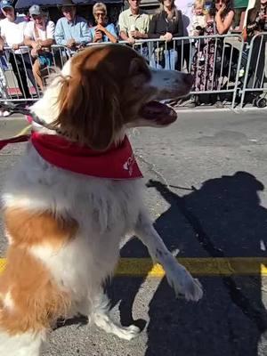 Throw back to the Cowboy Parade 🤠 in Durango, Colorado we love this Parade! Posting this while it is a -1° outside today! #dexterdogouray #crazydogmom #comedyvideos #comedians #celebritydog #crazydog #cooldog #comedy #comedyclub #comedyvideos #comedians #comedyclubproduction #comedydog #comedianlife #crazydogparent #comedianlife #furbabymom #furloves #funnydogvideo #funnydog  #furpet #funnypetvideos #funnypuppy #funnydogvideos #humormemes #humormemes #humorous #humorpet #humorme #funnydogvideos🐶