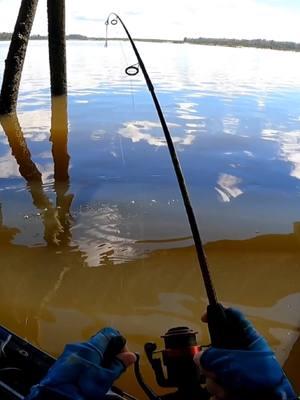 Quick Catch and Release! #fishing #fishtok #sheepshead #uglystik #catchandrelease #saltwaterfishing #kayakfishing 