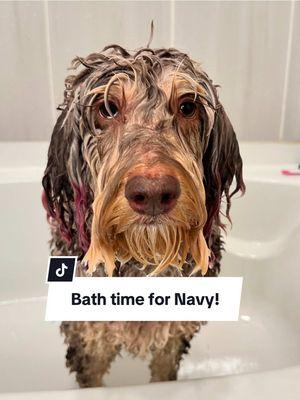 The side is eye is STRONG 👀 #dogbath #bathingmydog #dog #funnydogs #doggrooming #dogtips #grooming #dogshampoo #dogmomlife #doghygiene #fyp 