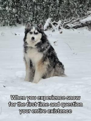 ❄️❄️#snow #huskies #snowdog #firstsnow #depresso #fyp #dog