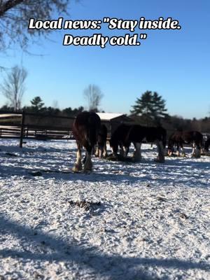 Can’t relate I am staying positive #itsamandalee #onlyfarmer #horsegirl #farmgirl #winterstruggles #clydesdales #livestock #fridgecold 