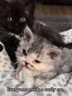 Curly babies! #fyp #cat #kitten #catsoftiktok #cute #selkirkrex 