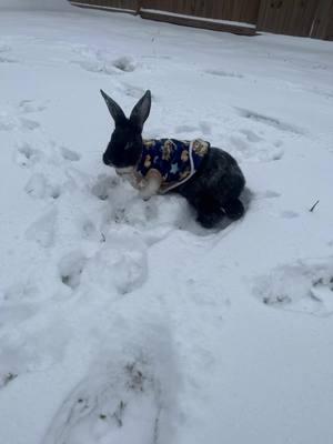 #houston #bunny #snow #bunnyinsnow #trending #fyp #foryou #texas #htx #rabbit #rabbitsoftiktok 