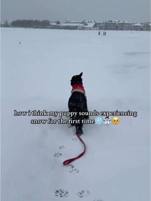 i wonder if he will remember this🥹🥹😫 #louisiana #giantschnauzer #puppytiktok #snowinginlouisiana #dogsoftiktok #snowday #tiktok #puppy #snow #dogsoftiktok 