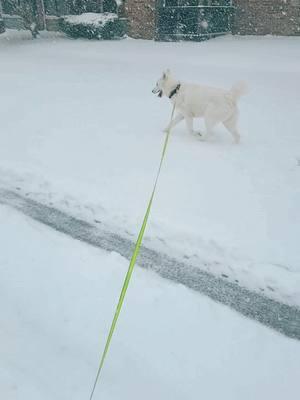 I just wanted yall tk know me and Riggs are great! He is loving this weather today!! #fyp #snow #husky #louisiana #blessed #goat80 