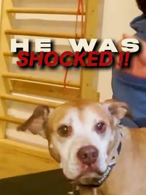 Rescued American Pitbull stunned by neck adjustment! 😱 . . . #RescuedDog #PitbullLove #ChiropracticCare #DogChiropractor #AnimalChiropractor #NeckAdjustment #ChiroForPets #DogRescue #pitbulllife 