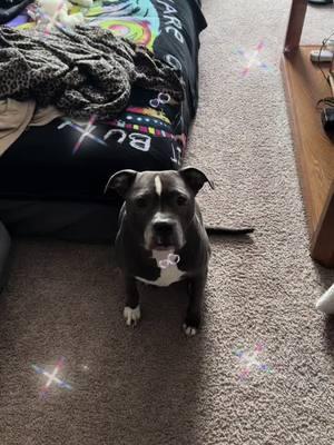 #birthdaygirl #9thbirthdaygirl #proudpittiemomma #proudpittieadvocate #myonetruelove❤️ #pitbullsoftiktok #dogmomlife🐾🐶  