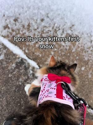 Her sister liked it more than she did 🫣 Did it snow where you live? #cat #kitten #snow #kittensoftiktok #catsoftiktok #texassnow #winter #cats #kitty #animal #animalsinsnow #catsinsnow 