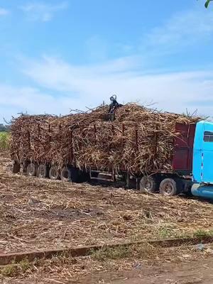 chuladaa 🥷🇸🇻 #cargadorasdecaña #amantedelavelocidad #rastrascañeras #zafra24_25 #centralizalco #cañerosdecorazón #trailerosdecorazon 