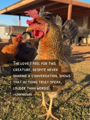 Love needs no words. 💕 Actions and connections speak volumes.  #ActionsSpeakLouder #UnspokenBond #PureLove #MeyerHatchery #ChickenMath #ChickenTok #fyp 