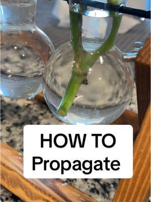 How I've propagated this plant a dozen times #propagate #PlantTok#gardentok#howo