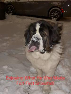 What He Was Made For. His First Snowfall! 🐕🐶 #saintbernards #saintbernardstyle #pet #dog #doglover #fyp #dogsoftiktok #dogreels #dogvideos #dogvideosoftiktok #viral #tiktoktrending #foryou #viralvideo #goviral #trending #funny #featureme #foryourpage #tiktok #tiktoktrend #like #bhfyp #thisis4you #like4like #follow #happy #fun #bestvideo #lfl #tiktoker #tik_tok #tiktok #tiktokviral #viral #justforfun #followforfollow #animals #PetsOfTikTok #snow #snowfall #livingmybestlife #joy 