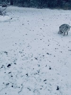 Texas 01/21/2025 ❄️☃️🌨️ #texas #texasnow #texassnow2025 #2025snow❄️🌨️ #texasweather #texascoldfront #snow #snowforecast #houstontx #houstonsnowstorm 