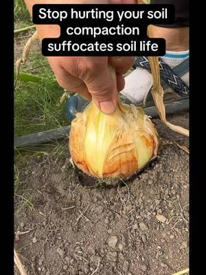 Stop hurting your soil. Relying too much on making changes with chemistry. Using the internet to try to diagnose issues. Not understanding what the plants are telling us Purchasing amendments that were full of harmful additives masked as beneficial (fish based with high salinity). Suffocating the soil life with compaction and poor physical structure. #naturalgardening #gardening101 #organicgardening  #growyourownfood #seeds 